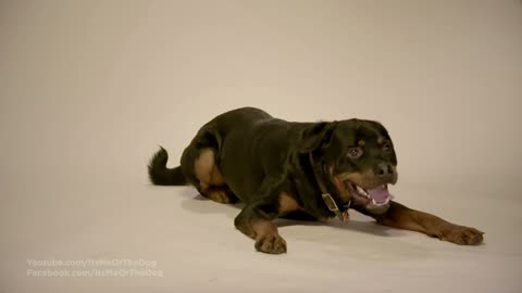 The Demon Husky: Diesel | Full Episode | It's Me or The Dog
