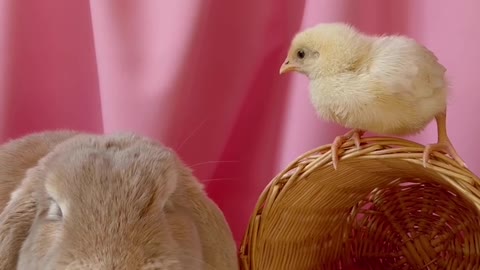A new video of rabbits and chicks.