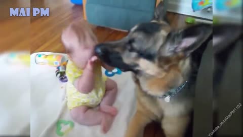 German Shepherd Dogs Playing And Protecting Babies Compilation