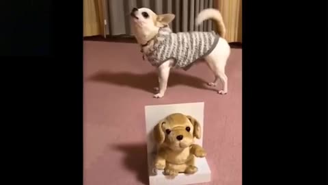 Cute Funny Pets