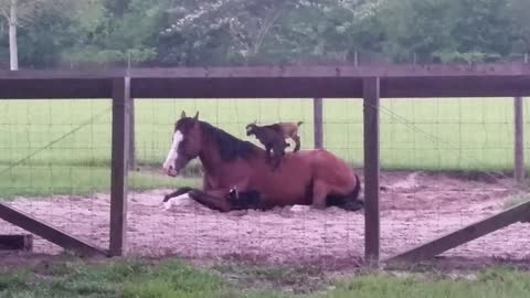 Energetic Goats Love To Jump On Their Horse Friend 'Mr.G'