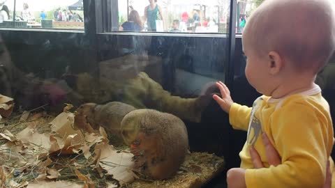 Prairie dog attempts to befriend baby