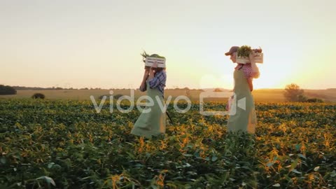 A Family Of Farmers Carries Boxes With Vegetables Across The Field Organic Farming And Healthy Eatin