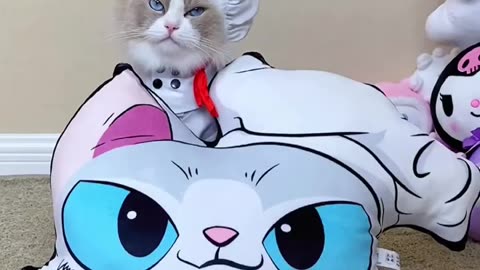 Do you want your own puff 😺 introducing the puff pillow - The purr-fect snuggle buddy 😻