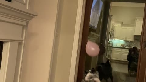 Australian Shepherd Loves Playing with Balloon