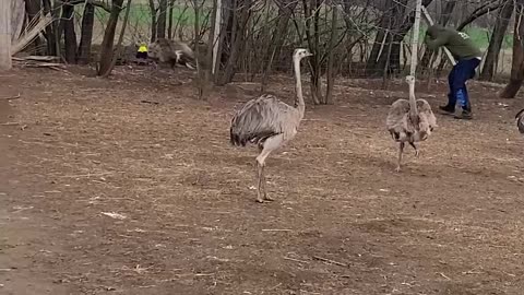 Rhea Steals Man's Hat