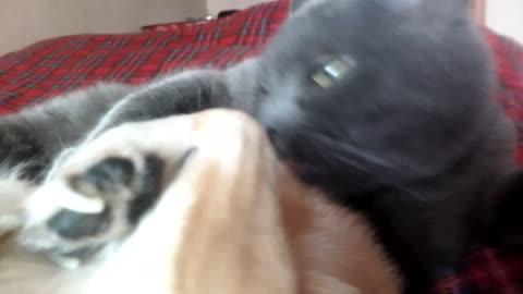 The cat licks to a dog of an eye and to him it is good