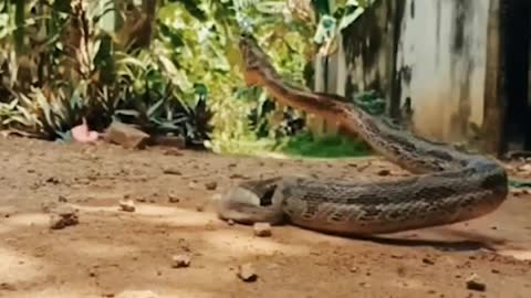 python Snack attack - demonstrate 🕵️‍♀️