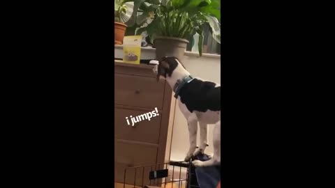 Very funny animal home activity