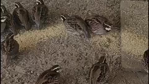 GLITCH IN THE MATRIX OR 5G ZOMBIE QUAILS