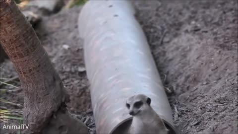 MEERKATS! | Cute and Funny Meerkats Compilation