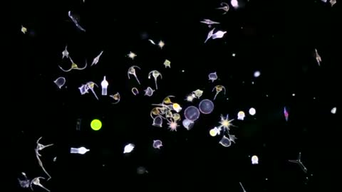 Plankton - the tiny animal that helps you breathe