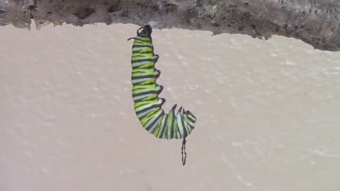 Time lapse captures caterpillar metamorphosis into chrysalis