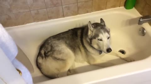 Stubborn Husky throws hilarious temper tantrum