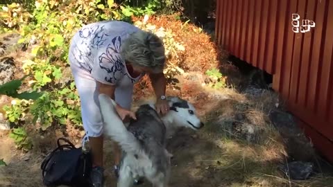 FUNNIEST Huskies 🤣 | 15 Minutes Best Videos