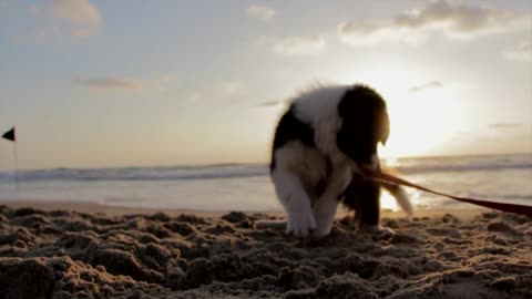 Dog playing in the sand at the beach