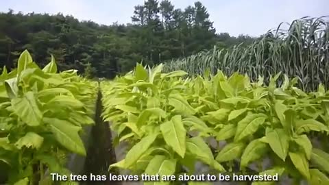 Hidroponik-Asian Tobacco Cultivation Technology, Japan Tobacco Farming, and Japan Tobacco Harvest