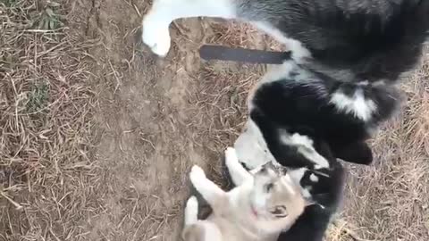 Siberian Husky Puppies and Daddy