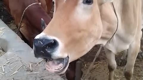 Indian village cow