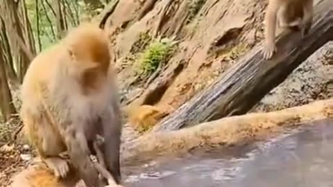 Monkey Shower 🚿🐵 | Funny Animals | Monkey Funny Videos