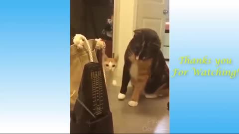 Funny cat ~ scaring me