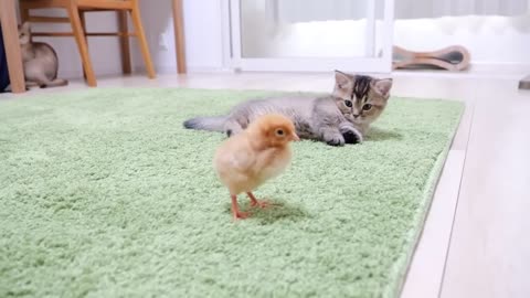 Cute little chicken VS funny kittens videos cute cante videos