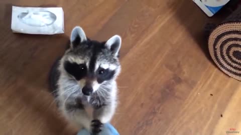 10 reasons to get a Raccoon
