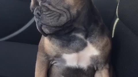 Sleepy French Bulldog struggles to stay awake