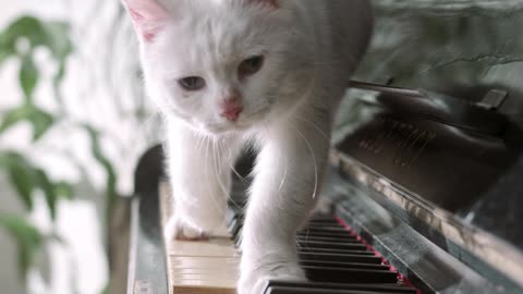 Cat and Piano