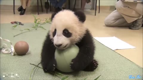 cute panda Sliding video,Funny Baby Panda Show, Panda Playing With Zookeeper ,Try not laughing