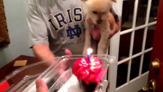 Dog Blows Out 60th Birthday Candle - Unbelievable - Funny