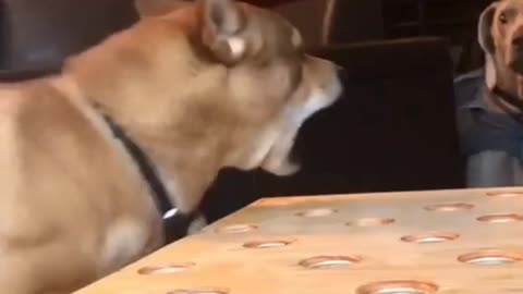 Dog has short-tempered not being able to catch the food