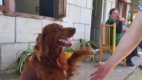 Polite dog likes to shake hands with humans