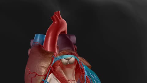 Human Heart 3d animated view by MWM Medical