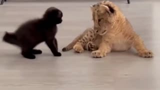 Kitten & lion cub adorably play with each other