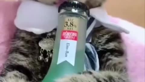 Cat drinking Coldrink🦊🦊