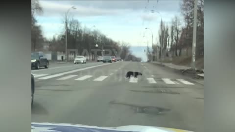 FOLLOW OUR LEAD: Clever Dogs Show People How To Cross The Road