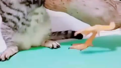 Video Viral funny moment of cat and duck battle