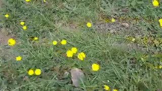 Migrantes flores amarillas