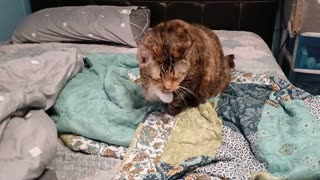 Cat Cleans its paws