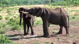 How do elephants greet each other?