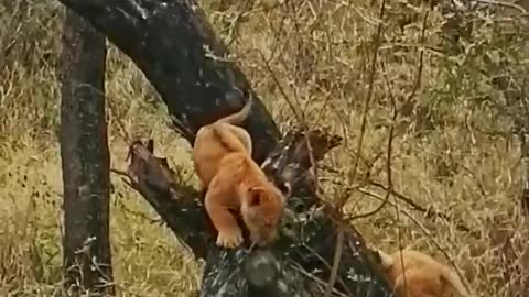 Lioness Teaches Tiny Cubs To Climb Tree #shorts #shortvideo #video #virals #videoviral