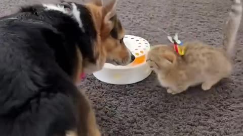Introduction cat to dog .... wait for end
