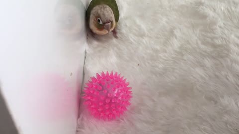 Parrot never gives up fighting with a weird ball