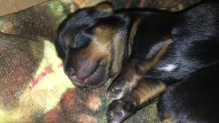 Adorable newborn puppy has a great DREAM