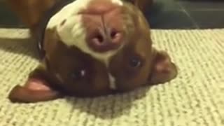 dog faints while a lady tries to cut its nail