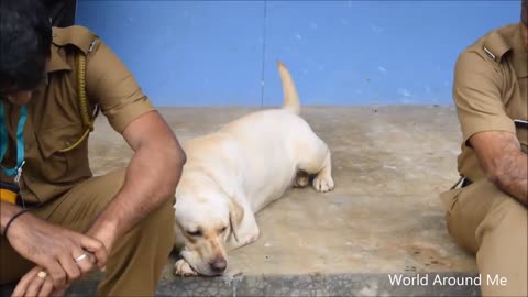 Intelligent Police Dogs In Kerala Watch Dogs Intelligence