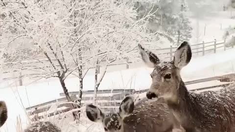 Watch the adorable Raindeers in snow on this christmas