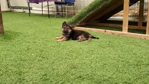 German shepherd puppies 8 week with dad play