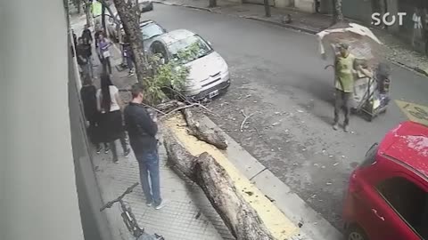 Mulher é atingida por árvore enquanto caminhava